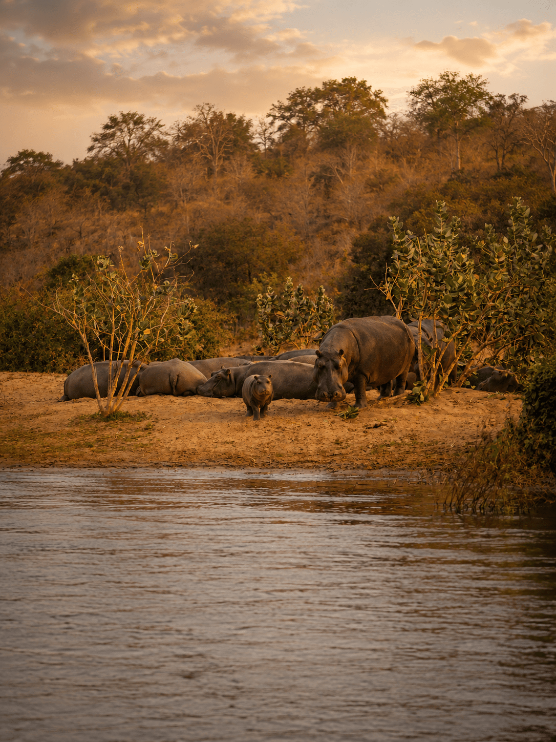 River wildlife at Msuna Island Lodges