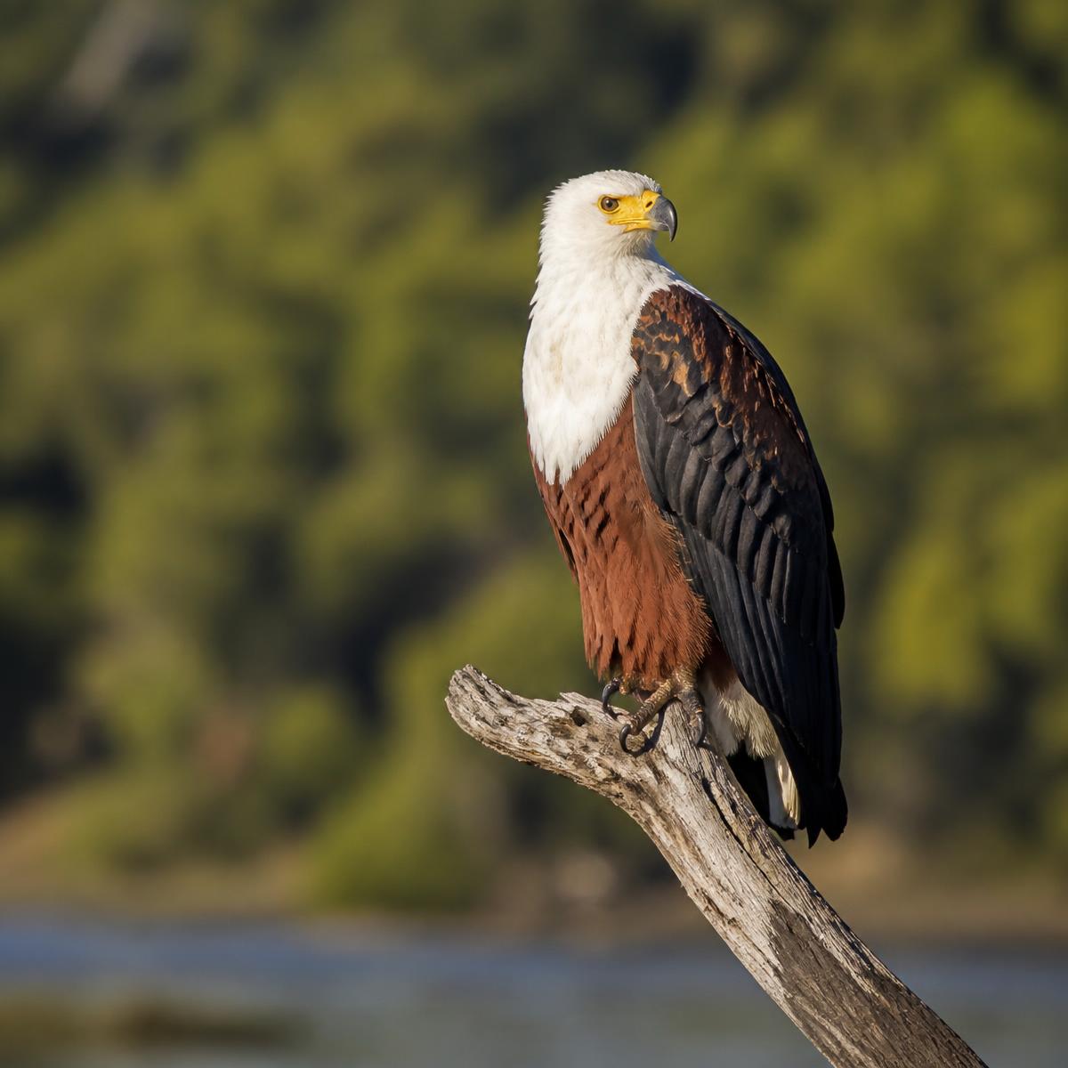 Birdwatching