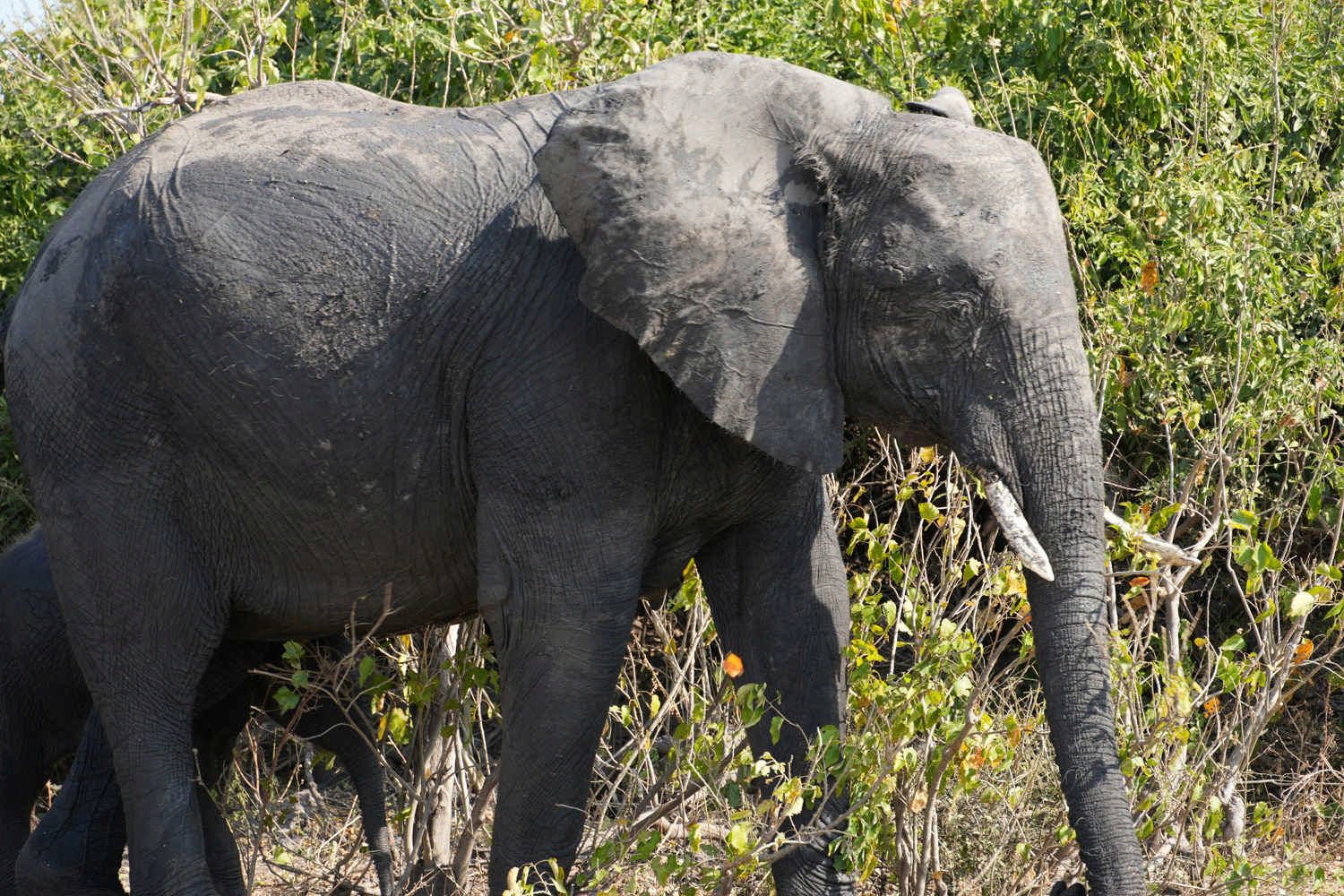 Elephant Island
